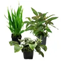 Produktbild: AquaOne Aquarium Pflanzen I 3X Mutterpflanzen XL I Mutterpflanze Aquarienpflanze I Anubias barteri Microsorum pteropus Hygrophila corymbosa I Set mit 3 Wasserpflanzen