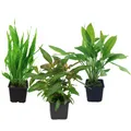 Produktbild: Mutterpflanzen Set mit 3 Tropica XL Topf Pflanzen Aquariumpflanzenset Nr.121