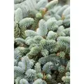 Produktbild: Picea Pungens Glauca Blau-Fichte 40–60 cm