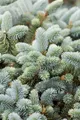 Produktbild: Picea pungens 'Glauca' 40–60 cm – Winterhart, Immergrün, Pflegeleicht – Blau-Fichte – Solitärpflanze für Garten & Vorgarten