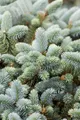 Produktbild: Pflanzen für Dich Konifere Picea pung. glauca, 1 St., Blaufichte, Stechfichte, Blautanne, blaugrün, pyramidenform