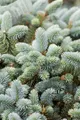 Produktbild: Picea pungens 'Glauca', Blau-Fichte, 40–60 cm