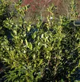 Produktbild: Aufrechte Lorbeerkirsche 40-60cm - Prunus laurocerasus