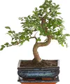 Produktbild: Dehner Bonsai Japanische Zelkove, Zelkova serrata, im Keramiktopf, gezackte Blätter, ca. 30-35 cm inkl. Keramiktopf, Topf 20 cm, Outdoor-Bonsai