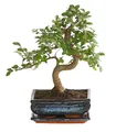 Produktbild: Dehner Zimmerpflanze Bonsai Japanische Zelkove, Zelkova serrata, ca. 30-35 cm, Topf 20 cm, Outdoor-Bonsai mit gezackten Blättern, in stilechter Keramikschale
