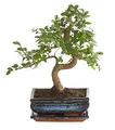 Produktbild: Outdoor Bonsai Japanische Zelkove im Keramiktopf ca. 30-35 cm Topf 20 cm, Dehner