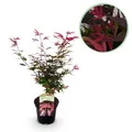 Produktbild: Japanischer Ahorn Acer palmatum Shaina Rot ⌀19cm ↕70cm