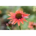 Produktbild: Echinacea Purpurea Sundown R Ca. 11x11 cm Topf