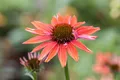 Produktbild: Echinacea purpurea 'Sundown' -R-, orange, ca. 11x11 cm Topf