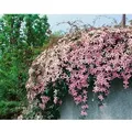 Produktbild: Clematis Montana 'pink Perfection' 2l Eck 40- 60