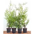 Produktbild: Thuja occidentalis 'Brabant' 40-60 cm
