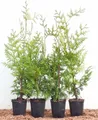 Produktbild: Pflanzen für Dich Konifere Thuja occ. Brabant, 1 St., Lebensbaum, Abendländischer Lebensbaum, immergrün, schnellwachsend