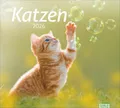Produktbild: times&more Katzen Bildkalender 2026: Süße Samtpfoten im Wandkalender 2026. Kalender für Katzenfans - jeden Monat ein Hingucker. Hochwertiger ... Format 30 x 27 cm (times&more Kalender Heye)