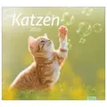 Produktbild: times&more Katzen Bildkalender 2026