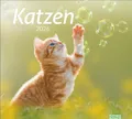 Produktbild: times&more Katzen Bildkalender 2026 | Heye | Kalender | times&more Kalender Heye