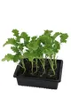 Produktbild: Grünkohlpflanzen im 20er Pack, Grünkohlpflanzen, Grünkohl kaufen, Gemüsepflanzen,Brassica oleracea v