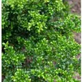 Produktbild: Japanische Stechpalme Ilex Green Hedge 20-25cm - ilex crenata