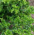Produktbild: Japanische Stechpalme Ilex Green Hedge 20-25cm - ilex crenata
