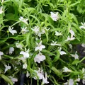Produktbild: Männertreu hängend - weiss - Lobelia richardii - 11cm - Set mit 3 Pflanzen