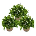 Produktbild: Männertreu hängend - weiss - Lobelia richardii - 11cm - Set mit 3 Pflanzen