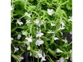 Produktbild: Exotenherz Beetpflanze Männertreu hängend weiss Lobelia richardii 11cm Set mit 3 Pflanzen