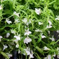 Produktbild: Männertreu hängend - weiss - Lobelia richardii - 11cm - Set mit 3 Pflanzen