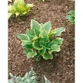 Produktbild: Hosta Plantaginea So Sweet Duftende Funkie Ca. 11x11 cm Topf