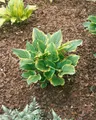 Produktbild: Hosta plantaginea 'So Sweet', Duftende Funkie, ca. 11x11 cm Topf