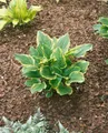 Produktbild: Pflanzen für Dich Staude Hosta plantaginea So Sweet, 1 St., Duftende Funkie, Duft-Funkie