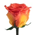 Produktbild: ROSEMARIE SCHULZ Heidelberg Infinity Rose Orange - ewig blühende Rose mit Rosenduft für besondere Anlässe und als besonderes Geschenk – Rosen mit Duft in Blumenbox (Orange)