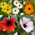 Produktbild: Schwarzäugige Susanne, Pyramide, Farbe zufällig, Topf-Ø 14 cm, 2 Pflanzen