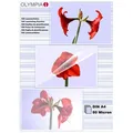 Produktbild: Olympia 9166 Laminierfolie POUCHES A4