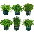 Produktbild: Dehner Kräuter-Set Küchenkräuter, 6 Stück, Basilikum, Liebstöckel, Petersilie, Schnittlauch, Rucola, Zitronenmelisse, je ca. 15 cm, Ø Topf 12... - dunkelgrün/Grün