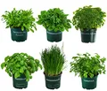 Produktbild: Dehner Kräuter-Set Küchenkräuter, 6 Stück, Basilikum, Liebstöckel, Petersilie, Schnittlauch, Rucola, Zitronenmelisse, je ca. 15 cm, Ø Topf 12 cm, Kräuterpflanze