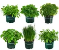 Produktbild: Dehner Gewürzkraut Kräuter-Set, Küchenkräuter, 6 Stück, je ca. 15 cm