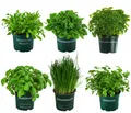 Produktbild: Kräuter-Set Küchenkräuter Würzkraut 6 Sorten je ca. 15 cm Ø Topf 12 cm, Dehner
