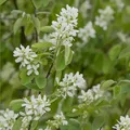Produktbild: Amelanchier rotundifolia Helvetica - Felsenbirne Helvetica - 40-60