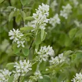 Produktbild: Amelanchier rotundifolia Helvetica - Felsenbirne Helvetica - 40-60