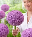 Produktbild: BALDUR Garten Allium 'Superbowl',1 Zwiebel, riesige, 20 cm große Blütenkugeln, extrem kräftige, stabile Stiele, schmetterlings- u. bienenfreundlich, pflegeleicht, mehrjährig & winterhart