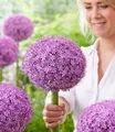 Produktbild: BALDUR Garten Allium 'Superbowl',1 Zwiebel, riesige, 20 cm große Blütenkugeln, extrem kräftige, stabile Stiele, schmetterlings- u. bienenfreundlich, pflegeleicht, mehrjährig & winterhart