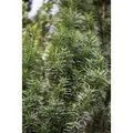 Produktbild: Taxus media 'Straight Hedge' 40-50 cm