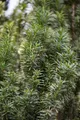 Produktbild: Pflanzen für Dich Konifere Taxus media Straight Hedge, 1 St., Becher-Eibe, Hybrid-Eibe, immergrün, schnittverträglich