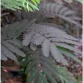 Produktbild: Hochstamm Seidenakazie Summer Chocolate - Schlafbaum 80-100cm - Albizia julibrissin