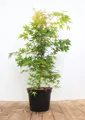 Produktbild: Pflanzen für Dich Gehölze Acer palmatum Sangokaku, 1 St., Japanischer Ahorn, Fächerahorn