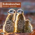 Produktbild: Erdmännchen Broschürenkalender 2026 - 30x30 - Art12 | Niedlicher Tier-Kalender im schlanken Hochformat (aufgeklappt 30x60 cm) | Eintrage-Kalendarium