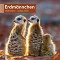 Produktbild: Erdmännchen Broschürenkalender 2026 - 30x30 - Art12 Ackermann Kunstverlag GmbH