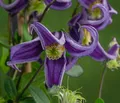 Produktbild: Dehner Gehölze Waldrebe Fascination, Clematis integrifolia, lila Blüten, 90 cm, Kletterpflanze zur Begrünung von Fassaden, Obelisken und Hauswänden