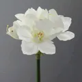 Produktbild: Kunstblume AMARYLLIS ca. 66cm. Künstliche Amarillis 1 Stängel 4 Blüten WEISS
