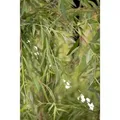 Produktbild: Salix Alba Tristis Trauerweide Gelbgrün 100–150 cm