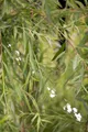 Produktbild: Salix alba 'Tristis' 100–150 cm – Winterhart Mehrjährig Pflegeleicht – Trauerweide – Solitärbaum für Garten & Park